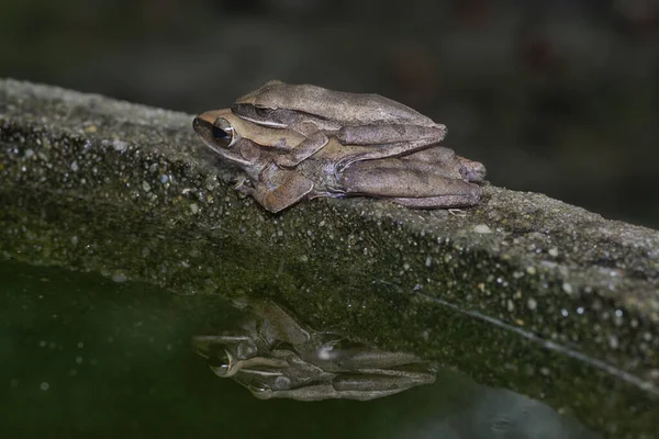 两只常见的树蛙紧紧地抱在一起 — 图库照片