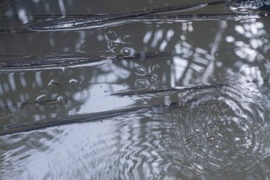 Suyun yüzeyinde yüzen su böceğinin soyut görüntüsü..