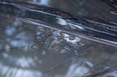 Suyun yüzeyinde yüzen su böceğinin soyut görüntüsü..