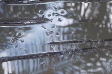 Suyun yüzeyinde yüzen su böceğinin soyut görüntüsü..