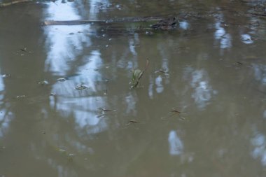 Suyun yüzeyinde yüzen su böceğinin soyut görüntüsü..