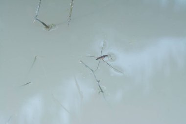 Suyun yüzeyinde yüzen su böceğinin soyut görüntüsü..