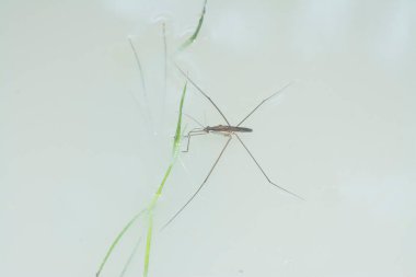 Suyun yüzeyinde yüzen su böceğinin soyut görüntüsü..