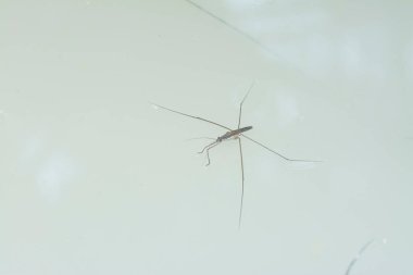 Suyun yüzeyinde yüzen su böceğinin soyut görüntüsü..