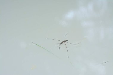 Suyun yüzeyinde yüzen su böceğinin soyut görüntüsü..