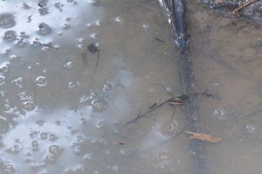 Suyun yüzeyinde yüzen su böceğinin soyut görüntüsü..