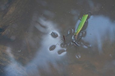 Suyun yüzeyinde yüzen su böceğinin soyut görüntüsü..
