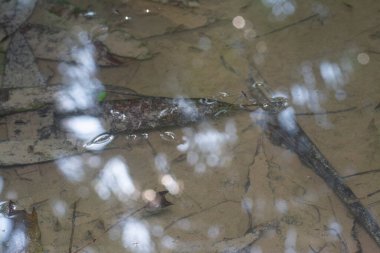 Suyun yüzeyinde yüzen su böceğinin soyut görüntüsü..