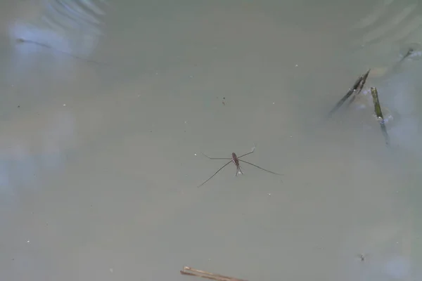 Resumo Tiro Inseto Waterstrider Que Flutua Superfície Água — Fotografia de Stock