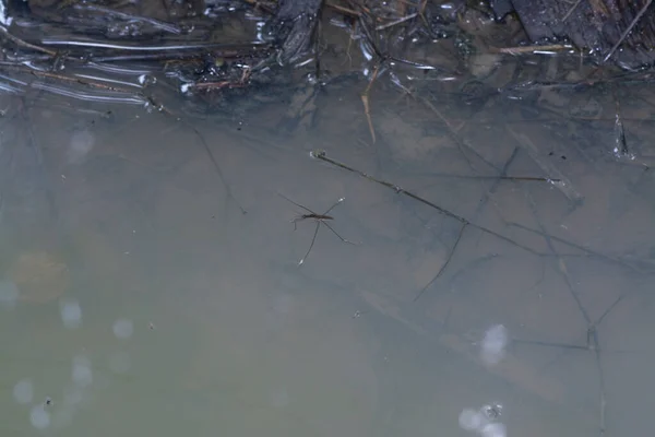 Resumo Tiro Inseto Waterstrider Que Flutua Superfície Água — Fotografia de Stock