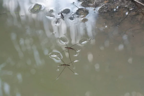 Resumo Tiro Inseto Waterstrider Que Flutua Superfície Água — Fotografia de Stock