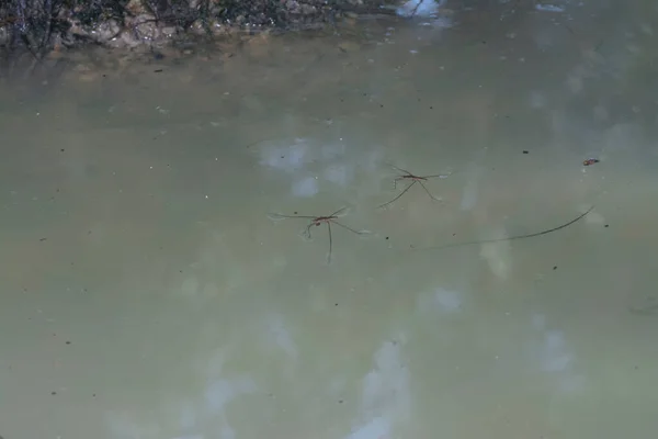 Resumo Tiro Inseto Waterstrider Que Flutua Superfície Água — Fotografia de Stock