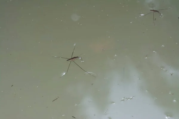 Resumo Tiro Inseto Waterstrider Que Flutua Superfície Água — Fotografia de Stock