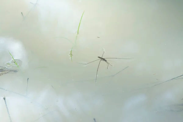 Resumo Tiro Inseto Waterstrider Que Flutua Superfície Água — Fotografia de Stock