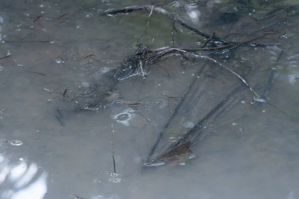 Resumo Tiro Inseto Waterstrider Que Flutua Superfície Água — Fotografia de Stock