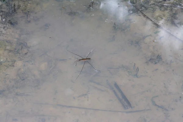 Resumo Tiro Inseto Waterstrider Que Flutua Superfície Água — Fotografia de Stock