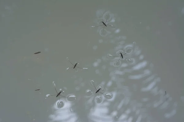 Resumo Tiro Inseto Waterstrider Que Flutua Superfície Água — Fotografia de Stock