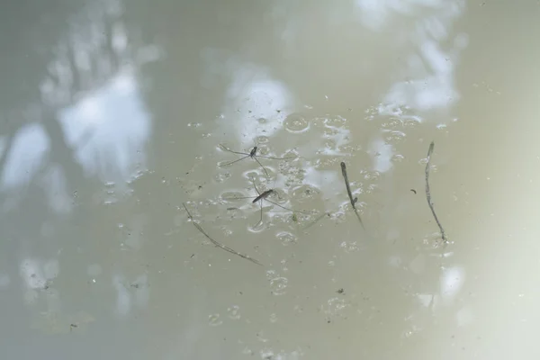 Resumo Tiro Inseto Waterstrider Que Flutua Superfície Água — Fotografia de Stock