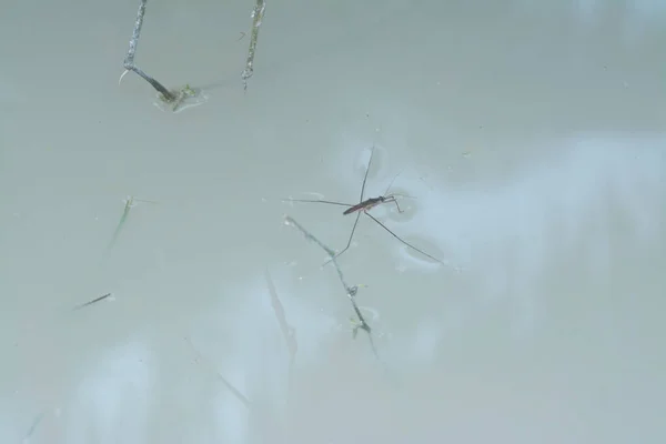 Resumo Tiro Inseto Waterstrider Que Flutua Superfície Água — Fotografia de Stock