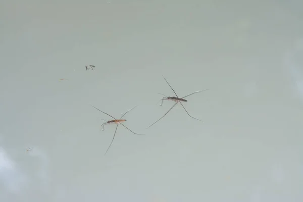 Resumo Tiro Inseto Waterstrider Que Flutua Superfície Água — Fotografia de Stock