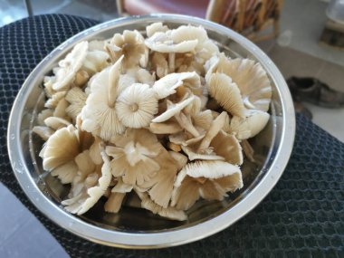 Bir tabak temiz yıkanmış termitomyces tylerianus.