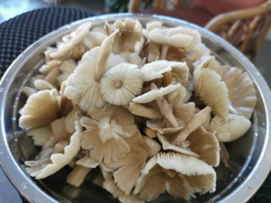 Bir tabak temiz yıkanmış termitomyces tylerianus.