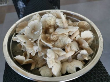 Bir tabak temiz yıkanmış termitomyces tylerianus.