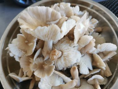 Bir tabak temiz yıkanmış termitomyces tylerianus.