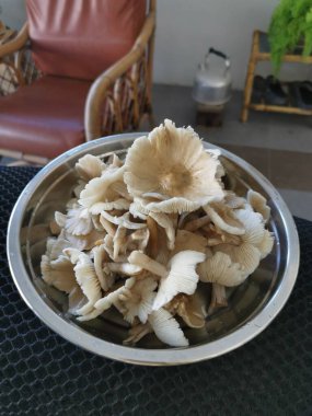 Bir tabak temiz yıkanmış termitomyces tylerianus.