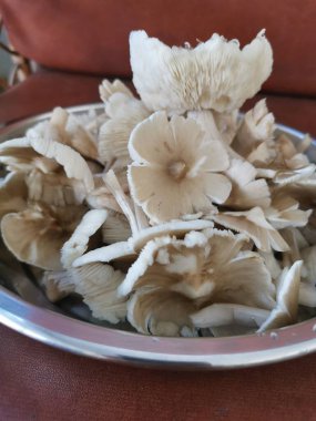 Bir tabak temiz yıkanmış termitomyces tylerianus.