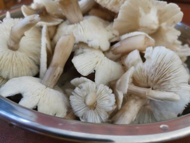 Bir tabak temiz yıkanmış termitomyces tylerianus.