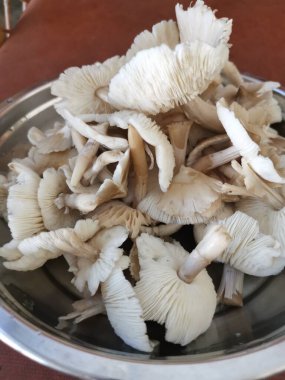 Bir tabak temiz yıkanmış termitomyces tylerianus.