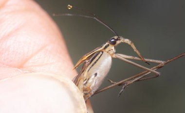 Uzun bacaklı su böceğinin yakın plan çekimi. 