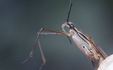 Uzun bacaklı su böceğinin yakın plan çekimi. 