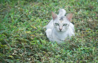 Yol kenarında dinlenen kedi sahnesi.
