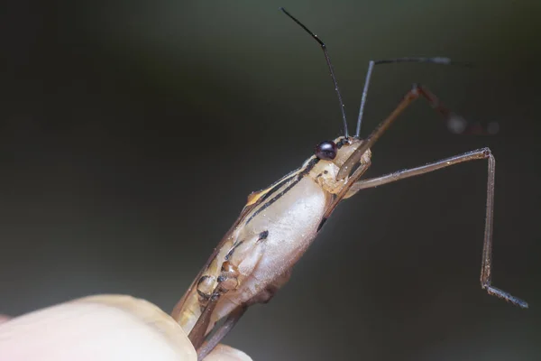 Close Tiro Inseto Strider Água Pernas Longas — Fotografia de Stock