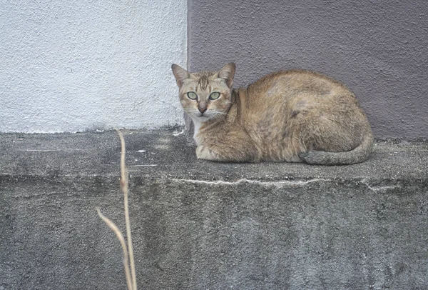 Szene Einer Katze Die Straßenrand Ruht — Stockfoto