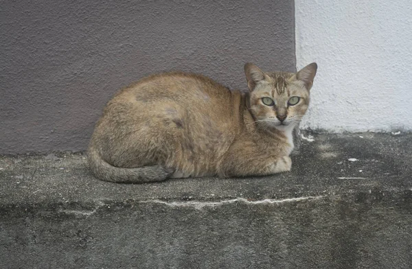 Szene Einer Katze Die Straßenrand Ruht — Stockfoto
