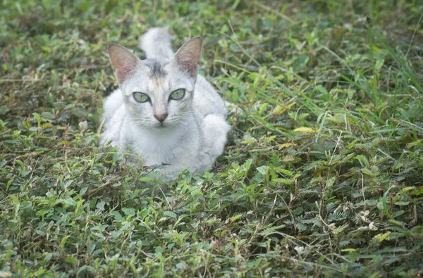 Szene Einer Katze Die Straßenrand Ruht — Stockfoto