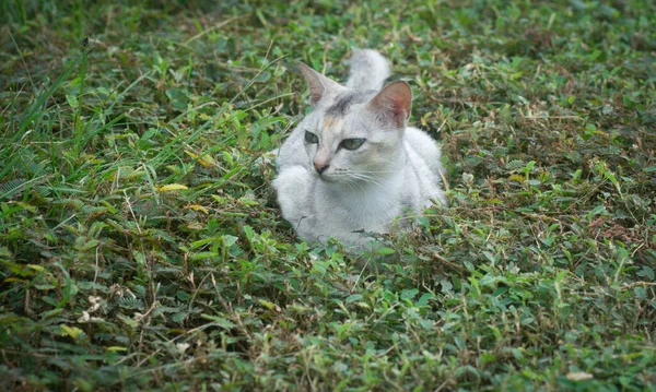 Szene Einer Katze Die Straßenrand Ruht — Stockfoto