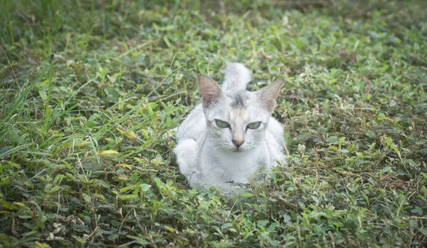 Scène Van Kat Rusten Aan Kant Van Weg — Stockfoto