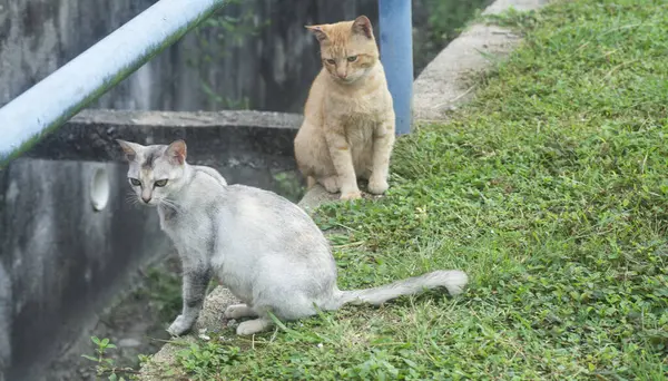 Scène Van Kat Rusten Aan Kant Van Weg — Stockfoto