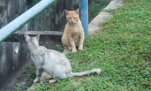 Scène Van Kat Rusten Aan Kant Van Weg — Stockfoto