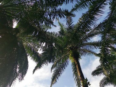 Mavi gökyüzünde palmiye yaprakları