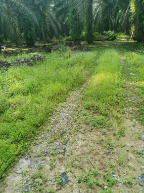 filizlenen ageratum conyzoides alanı boyunca kırsal yol. 