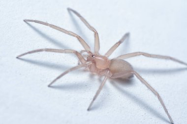 Uzun bacaklı örümceğin yakın çekimi.