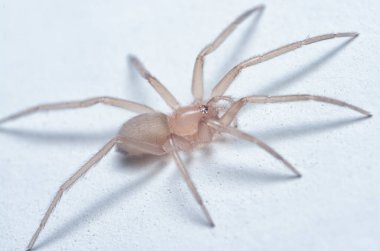 Uzun bacaklı örümceğin yakın çekimi.