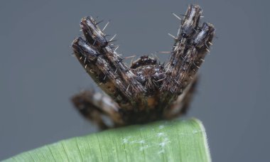 Erkek Neoscona örümceğinin yakın çekimi