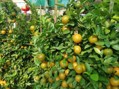 Dekoratif kireç ağacı resmi