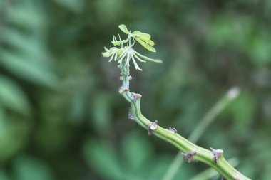 Manihot esculenta yaprakları yakın çekim.